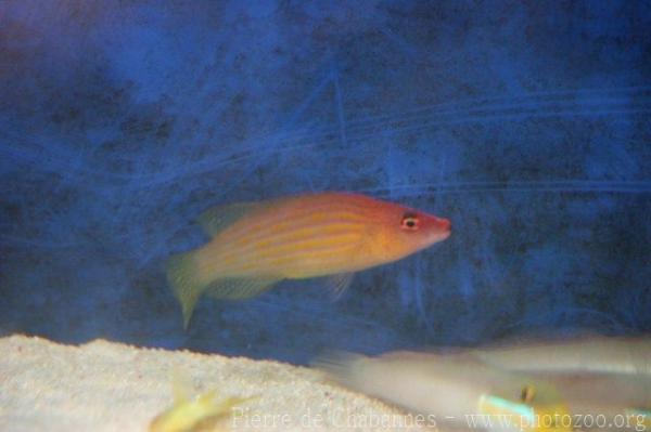 Mauritius six-lined wrasse