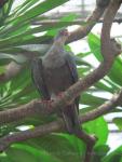 Spotted imperial-pigeon *