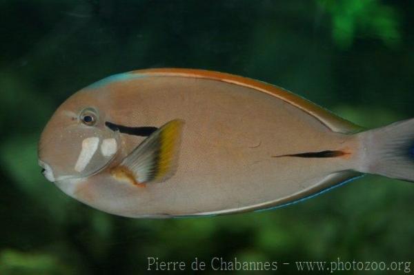 Epaulette surgeonfish