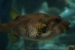 White-spotted puffer