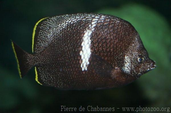 Wrought-iron butterflyfish *