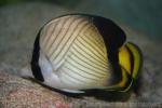 Indian vagabond butterflyfish