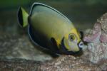 Spectacled angelfish *