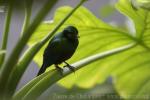 Emerald starling *