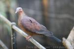 Pale-capped pigeon *