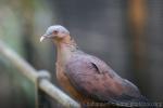 Pale-capped pigeon *
