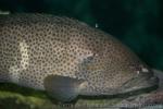 Duskytail grouper *