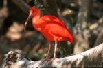 Scarlet ibis *