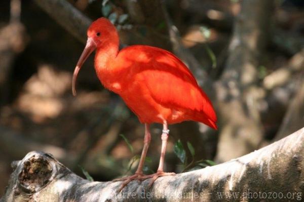 Scarlet ibis *