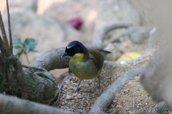 Blue-crowned laughingthrush *