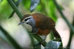 Greater necklaced laughingthrush *
