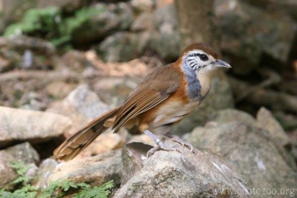 Greater necklaced laughingthrush *