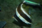 Threeband pennantfish *