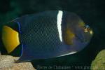 King angelfish *