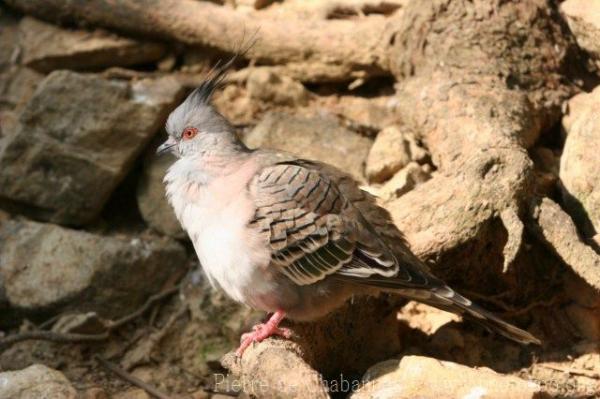 Crested pigeon *