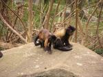 Guianan brown capuchin *