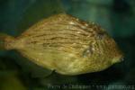 Threadsail filefish