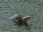 Indopacific humpback dolphin