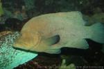 Redmouth grouper *