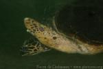 Pacific green sea-turtle