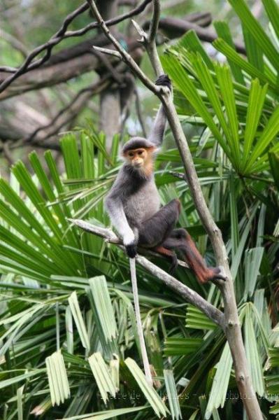 Red-shanked douc langur