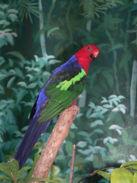 Papuan king-parrot *
