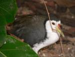 White-breasted waterhen