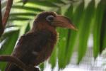 Tickell's brown hornbill *