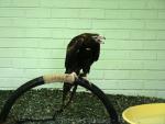 Wedge-tailed eagle *