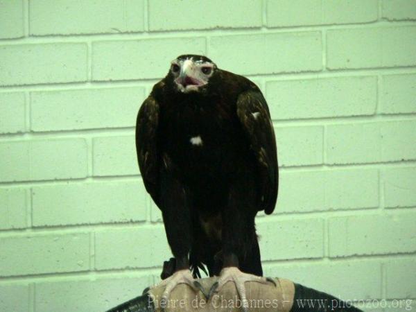 Wedge-tailed eagle *