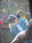 Blue-throated macaw & Blue-and-gold macaw