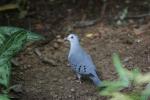 Blue ground-dove