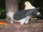 Elegant imperial pigeon *