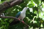Spice imperial-pigeon