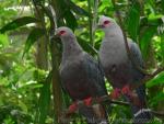 Pinon's imperial-pigeon *