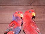 Violet-necked lory and Red lory