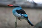Blue-breasted kingfisher *