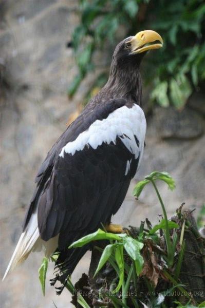 Steller's sea-eagle