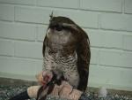Barred eagle-owl