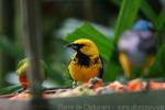 Spot-breasted oriole *