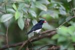 Red-billed pied tanager *