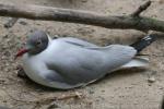 Gray-hooded gull