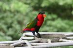 Black-capped lory