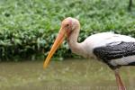 Painted stork *