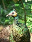 Javan green peafowl