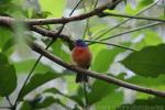 Painted bunting *