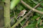 Collared warbling-finch *
