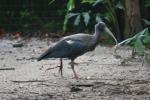 Indian black ibis *