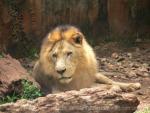 East-African (Nubian) lion