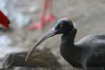 Indian black ibis *